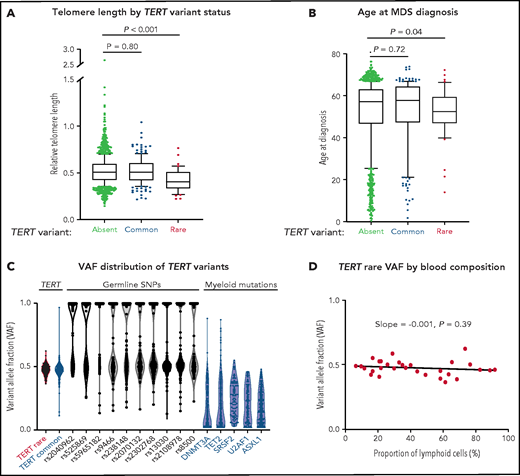 Association of TERT variants with telomere length and age at MDS diagnosis. (A) Pretransplant whole blood relative telomere length by TERT variant status. (B) Age at MDS diagnosis by TERT variant status. TERT variant groups are labeled: no TERT variant (black), TERT common variant (gray), and TERT rare variant (red). (C) Variant allele fraction distribution of TERT variants, germline SNPs (black), and myeloid mutations (blue). (D) Variant allele fraction distribution of TERT rare variants as a function of the proportion of blood lymphocytes. Linear regression slope with P value is shown.