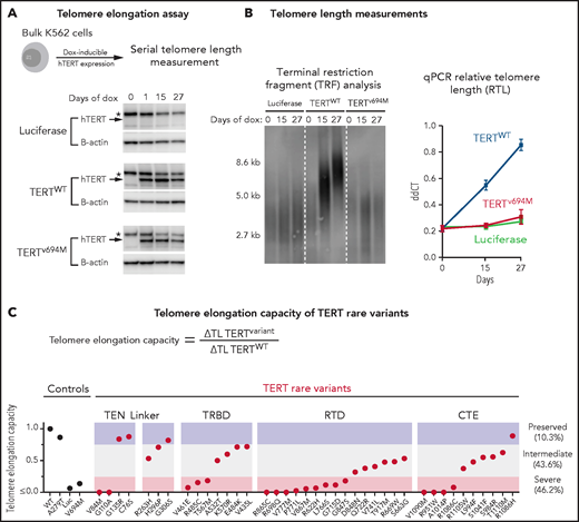 Functional characterization of TERT rare variants. (A) Cell-based telomere elongation assay in isogenic bulk K562 cell lines with doxycycline-inducible TERT expression. TERT expression throughout the experiment is shown for control conditions: luciferase, TERTWT, TERTV694M. hTERT band (∼127 kDa) is labeled with an arrow, and the asterisk corresponds to a nonspecific band seen in all conditions. (B) Telomere length measurements by terminal restriction fragment analysis and qPCR (ddCT represents RTL) for luciferase (green), TERTWT (blue), and TERTV694M (red). (C) Telomere elongation capacity of TERT rare variants normalized to TERTWT are shown in ranked order grouped by structural domain. Control conditions are colored in black and TERT rare variants in red.