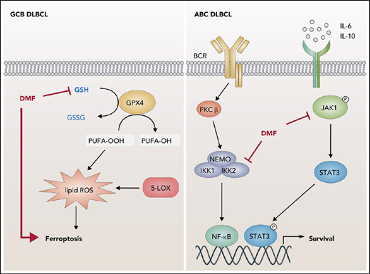DMF has different mechanisms of action in different subtypes of DLBCL. In the GCB subtype (left), direct succinylation of glutathione (GSH) by DMF leads to GSH depletion, impairing the ability of glutathione peroxidase 4 (GPX4) to detoxify polyunsaturated fatty acids (PUFAs) that have undergone peroxidation. Such damage to plasma membrane lipids results from reactive oxygen species (ROS), produced by enzymes such as arachidonate 5-lipoxygenase (5-LOX), and causes ferroptosis, a caspase-independent form of programmed cell death. DMF does not cause ferroptosis in the ABC subtype of DLBCL (right), but instead inhibits 2 of its distinctive prosurvival signaling pathways. Transcription of target genes by canonical nuclear factor κB (NF-κB), one of the key consequences of “chronic active” signaling by the B-cell receptor (BCR) in ABC-DLBCL, depends on activation by the IKK2 kinase; similarly, activation of the STAT3 transcription factor depends on the kinase JAK1, downstream of autocrine signaling by interleukin-6 (IL-6) and IL-10. DMF inactivates both of these kinases by direct succinylation of critical cysteine residues. See the visual abstract in the article by Schmitt et al that begins on page XXX.