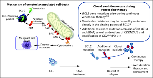 Veneteclax binds to the BCL2 binding pocket releasing proapoptotic factors, including BIM and BAX, leading to caspase activation and malignant cell death. Continuous therapy can lead to the development of BCL2 mutations in CLL cells and clonal evolution. This may be prevented by fixed duration theory and pretreatment at relapse and progression of disease.