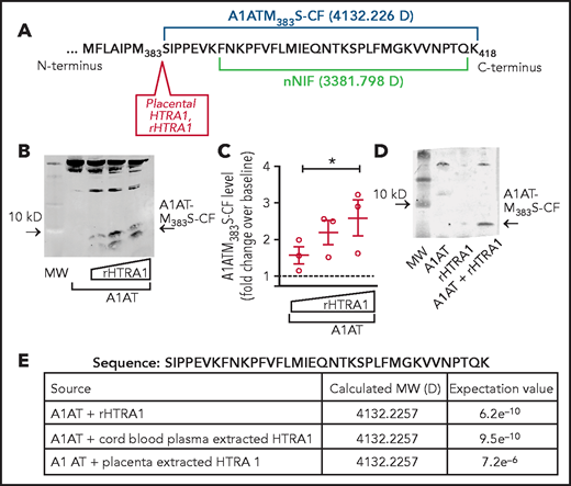 HTRA1 cleaves A1AT to generate a 4.1 kD C-terminus cleavage fragment, A1ATM383S-CF. (A) HTRA1 is known to cleave A1AT after the methionine 383 residue generating a 4132.226 Da carboxy-terminus fragment in amino acid sequence similar to the NIP, nNIF. (B) Cell-free assays were performed of A1AT incubated with increasing concentrations of recombinant HTRA1 (rHTRA1) protein (1-100 μg/mL). Western blotting with a primary antibody specific for the C-terminus of A1AT was used to detect A1ATM383S-CF, an ∼4.1 kD cleavage fragment of A1AT. (C) Relative fluorescence intensity was used to quantitate A1ATM383S-CF levels in the reaction products in panel B. The y-axis depicts the relative A1ATM383S-CF levels after western blotting. (D) Western blotting was performed on cell-free reaction products using full-length A1AT alone, rHTRA1 alone, and A1AT incubated with rHTRA1. The western blot is representative of 3 separate experiments. (E) We incubated full-length A1AT with rHTRA1, HTRA1 protein extracted from umbilical cord blood, and HTRA1 protein extracted from placental homogenates and submitted them for analysis via mass spectroscopy. The sequence, resolved molecular weights (MWs), and expectation values from the analysis are shown. *P < .05 compared with baseline, arbitrarily set at 1 (dashed line).