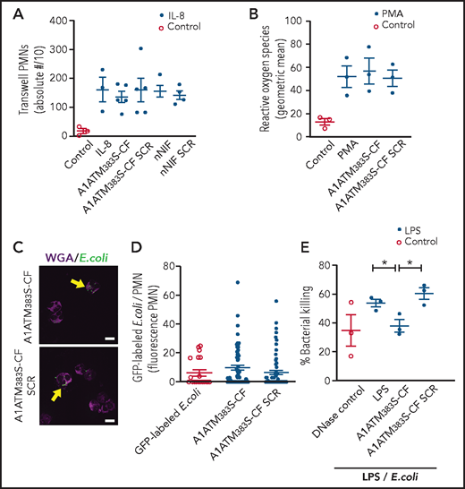 A1ATM383S-CF inhibits NET-mediated bacterial killing but does not inhibit neutrophil chemotaxis, reactive oxygen species (ROS) generation, or phagocytosis. PMNs were isolated from healthy adult donors for these experiments. All PMNs were pretreated ± vehicle, A1ATM383S-CF (1.2 μM), nNIF (1.2 μM), or their SCR peptide controls. (A) Chemotaxis was determined by using recombinant interleukin-8 (70 pg/mL) as a chemoattractant in a modified Boyden chamber. The y-axis depicts the absolute number of neutrophils transversing the Transwell membrane/10 ± SEM. N = 3 to 5 samples per group. (B) ROS generation was determined by using the flow cytometric dihydrorhodamine assay. The y-axis depicts ROS generation (geometric mean ± SEM). N = 3 samples per group. PMN phagocytosis was determined after a 1-hour preincubation with A1ATM383S-CF or SCR peptide control (1.2 μM) using 488 nm fluorescently labeled E coli (multiplicity of infection, 3:1). Immunocytochemistry was used to determine the number and fluorescent intensity of green fluorescent protein (GFP)-labeled E coli inside each PMN (yellow arrows). (C) Representative images of PMN phagocytosis at 1.2 μM concentrations of A1ATM383S-CF or SCR peptide control (N = 3). Scale bars, 10 μm. (D) A1ATM383S-CF or SCR peptide control treatment (1.2 μM). The y-axis depicts GFP fluorescence per PMN ± SEM for control and A1ATM383S-CF or SCR peptide control–treated PMNs. N = 3 experiments with 20 to 70 individual PMNs assessed in each group. (E) We determined NET-mediated bacterial killing of a pathogenic strain of E coli by LPS-stimulated (100 ng/mL; 1 hour) PMNs ± A1ATM383S-CF or SCR peptide control (1.2 μM). Micrococcal DNase (1850 mU/mL) was added to LPS-stimulated PMNs to break up NETs formed after LPS stimulation but before incubation with the E coli, and it served as a positive control for inhibition of NET-mediated extracellular bacterial killing. The y-axis depicts percentage of bacterial killing ± SEM for the 3 treatment groups. *P < .05.