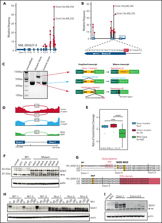 SGK1 mutations lead to aberrant splicing and hyperstable protein isoforms. (A) Distribution of mutations across the SGK1 locus from 5 published sequencing studies. The variant nucleotides depicted were identified in 5 or more cases. (B) Distribution of high-frequency variant nucleotides (identified in 10 or more cases) at mutation hotspots flanking exon 2. The magnified region shows the position of the 2 most frequent mutations highlighted in red. (C) Agarose gel electrophoresis showing polymerase chain reaction amplicons from 5' RACE performed on CRISPR-edited U2932 control and splice-mutant clones. The transcript neoisoform identified from Sanger sequencing of each band is shown. (D) Representative Sashimi plots from analysis of RNA sequencing data showing splicing across SGK1 intron 1. Data from a representative case are shown for each genotype. The number of reads corresponding to each splice junction is indicated. (E) An intron 1 retention score was calculated for each patient classified one of the genotypes. Significance was calculated using a Kruskal-Wallis test and pairwise comparisons with the Wilcoxon rank sum test. Adjusted P values: ***P < .001; ****P < .0001. (F) Immunoblot showing expression of SGK1 protein isoforms in multiple CRISPR-edited Defauw control and intronic splice mutant clones. The lower band is nonspecific (ns). (G) Predicted amino acid sequence from open reading frames identified in the WT and 2 aberrantly spliced neoisoforms. Predicted translational start sites are highlighted in yellow, the SGK1 kinase domain in pink, and the ubiquitination domain in orange. (H) Half-life study of SGK1 protein isoforms in CRISPR-edited control or splice-mutant clones showing immunoblot at the indicated times after addition of cycloheximide. (I) Immunoblot showing SGK1 protein isoform expression in Defauw-Cas9 cells transduced with single gRNAs targeting the indicated SGK1 exons. NTC, nontargeting control single gRNA.