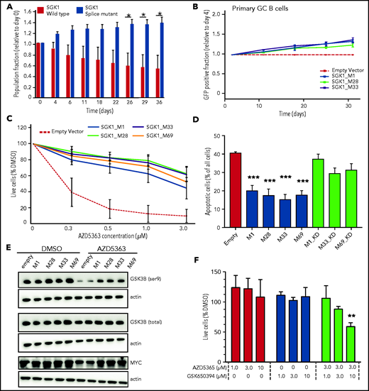 Increased SGK1 expression promotes cell growth and AKT independence. (A) CRISPR-edited control or splice-mutant Defauw clones were labeled with GFP and pooled for competitive growth. The relative proportion of control and mutant clones is shown over a 40-day time course. Data reflect 3 separate pairings of 3 WT and 3 mutant clones. Significance was calculated by paired Student t test. *P < .05. (B) Primary human germinal center B cells were immortalized with BCL6-2A-BCL2 and then transduced with cDNAs encoding canonical or truncated SGK1 isoforms. Constructs encoding SGK1 isoforms are named by the position of the initiating methionine. The frequency of cells transduced with each SGK1 isoform was quantified by flow cytometry at intervals of >30 days and normalized to day 4. (C) Cell viability measured by CellTiter-Glo after a 5-day treatment with the AKT inhibitor AZD5363 in BJAB cells transduced with control, canonical (M1) or N-terminal truncated (M28, M32, and M69) SGK1 isoforms. The figure shows an average of 4 independently conducted experiments; error bars represent standard error of the mean (SEM). (D) BJAB cells were transduced with the indicated canonical or truncated SGK1 isoforms, with or without the K127N kinase-dead (KD) mutation. Apoptosis was quantified by intracellular staining for caspase-3 and cleaved PARP 3 days after treatment with 500 nM AZD5363. Data show average and SEM of 3 separate experiments. Significance compared with the empty vector control was calculated by analysis of variance (ANOVA) and Dunnett’s multiple comparisons test. ***P < .001. (E) Immunoblot stained for phospho- and total GSK3B. Lysates are from BJAB cells stably transduced with the indicated canonical, WT (M1), or N-terminal truncated (M28, M32, and M69) SGK1 isoforms and treated with AZD5363 (500 nM) or dimethyl sulfoxide (DMSO) for 24 hours. Data are representative of 3 independent experiments. (F) Defauw cells were treated with the indicated concentration of AZD5363 and the SGK1 inhibitor GSK650394, either individually or in combination. Cell viability was measured by CellTiter-Glo. Data show average and SEM of 3 separate experiments. Significance compared with DMSO control was calculated by ANOVA and Dunnett’s multiple comparisons test. **P < .01.
