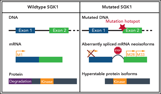 SGK1 mutations confer aberrant splicing and translation of hyperstable protein isoforms. The most common mutations occur in hotspot regions at the start of exon 2, which leads to the generation of 2 aberrantly spliced messenger RNA (mRNA ) neoisoforms. In addition, the mutations lead to disruption of the reading frame introducing premature stop codons. This provokes initiation of translation from downstream methionines, resulting in an N-terminally truncated hyperstable protein with preserved kinase domain but with lack of degradation domain. Created with BioRender.com.