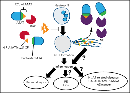 HtrA1 secreted from fetal syncytiotrophoblasts cleaves A1AT and generates NIP–A1ATM383S-CF in fetal blood vessels. NIP–A1ATM383S-CF inhibits excess NET formation in neonates just after birth and ameliorates neonatal sepsis. A1AT cleaved by HtrA1 (in the middle of RCL) loses its inhibitory activity against NE. The balance of these 2 opposite mechanisms might regulate inflammation during neonatal sepsis. It is an important issue whether HtrA1 inhibits NET formation in the intervillous space through NIP–A1ATM383S-CF and, thereby, is involved in the pathogenesis of PE and IUGR. It is possible that similar mechanisms underlie other HtrA1-related diseases, such as cerebral autosomal recessive arteriopathy with subcortical infarcts and leukoencephalopathy (CARASIL), age-related macular degeneration (AMD), osteoarthritis (OA), rheumatoid arthritis (RA), Alzheimer disease (AD), and cancer.