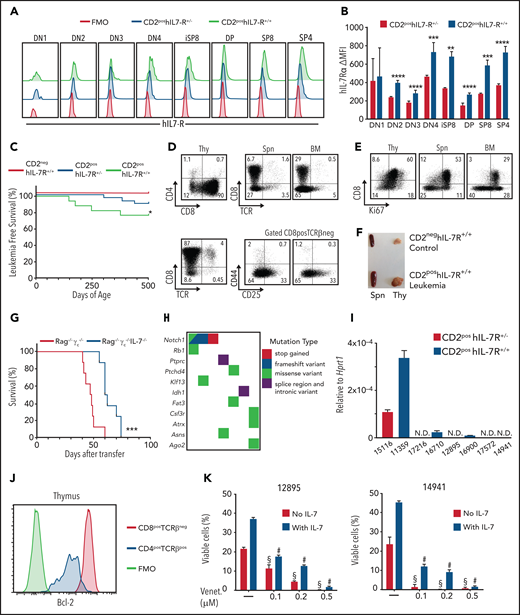 Human IL-7Rα expression leads to the dose-dependent development of T-cell leukemias that are sensitive to Bcl-2 inhibition. (A) Flow cytometry analysis for hIL-7Rα within Linneg thymocytes from 12-week-old animals of the indicated genotypes. FMO, fluorescence minus 1 negative control. (B) Difference from FMO of MFI of hIL-7Rα within each thymocyte subpopulation in heterozygous or homozygous animals. Standard deviation (SD) is indicated. **P < .01; ***P < .001; ****P < .0001; Student t test. (C) Survival corresponding to the indicated genotypes. No leukemias were observed in the CD2neg hIL-7R+/− cohort (not shown). *P < .05; log-rank, Mantel-Cox test . CD2neg hIL-7R+/+; n = 23; CD2pos hIL-7R+/−; n = 28; and CD2pos hIL7R+/+; n = 18. (D-F) Analysis of a representative leukemic animal euthanized when moribund. (D) Dot plots show CD4/CD8 coreceptor and CD8/TCRβ expression within Linneg thymocytes (Thy) and the presence of the same cells in the spleen (Spn) and bone marrow (BM). (E) CD8/Ki67 expression in thymus (Thy), Spn, and BM. (F) Animal that presented with a very large thymus and enlarged spleen vs control. (G) Survival of Rag−/−γc−/− or Rag−/−γc−/−IL-7−/− recipients of leukemic cells (4 × 105; n = 8 per group). ***P < .001, log-rank, Mantel-Cox. (H) Mutational burden map of single-nucleotide and indel variants with predicted high and moderate impact in functionally relevant genes and drivers of T-ALL or pediatric leukemias in CD2pos hIL-7R leukemias. (I) Il7 messenger RNA expression levels relative to Hprt1 in leukemic cells from CD2pos hIL-7R leukemias were quantified by quantitative real-time reverse transcription polymerase chain reaction. Average of triplicate experiments and SD are shown. (J) Bcl-2 flow cytometry analysis of CD4posTCRβpos normal SP thymocytes and CD8posTCRβneg leukemic cells of the same animal as in panels D-F. (K) Cells from 2 different leukemias (12895 and 14941) were cultured in the presence of the indicated doses of the Bcl-2 inhibitor venetoclax and in the absence (red bars) or presence (purple bars) of IL-7. Data show viability at 48 hours. One-way analysis of variance with Tukey’s correction for multiple comparisons. #P < .0001, venetoclax in the presence of IL-7 vs IL-7 alone; §P < .0001, venetoclax in the absence of IL-7 vs medium alone.