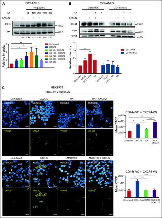 CD44s directly interacts with CXCR4 upon CXCL12 stimulus. (A) OCI-AML3 cells were treated with CXCL12 and increasing concentrations of HA. (B) OCI-AML3 cells transiently transfected with CD44 siRNA or control siRNA were treated with CXCL12 (200 ng/mL) and/or HA (200 μg/mL). ERK phosphorylation was detected using a phospho-ERK-specific antibody by western blot. A representative picture is shown. Data from 3 independent experiments were quantified. Three independent experiments were quantified (Kruskal-Wallis test; *P < .05; **P < .01). (C) Upper rows: HEK293T cells were transfected with a plasmid encoding CXCR4 fused with the N-terminal fragment of the Venus fluorescent protein (CXCR4-VN) and with a plasmid encoding CD44 standard fused with the C-terminal domain of Venus (CD44s-VC). The transfected cells were either left uninduced or were induced with CXCL12, HA, or a combination of both as indicated. Nuclei were stained with 4′,6-diamidino-2-phenylindole (DAPI) (blue). The bimolecular fluorescence complementation assay signal (yellow) was visualized by confocal microscopy (LSM800 Zeiss microscope 63× objective; scale bar, 20 μm). Mean corrected total cell fluorescence (CTCF) of each cell was analyzed from 4 independent experiments (n = 200 cells). Lower rows: HEK293T cells transfected as indicated above were treated with AMD3100 (5 µM for 10 minutes) or left untreated and subsequently induced with CXCL12 (200 ng/mL for 10 minutes) or left uninduced. Mean CTCF of approximately 450 cells of each condition from 2 independent experiments were analyzed by 1-way ANOVA. *P < .05; **P < .005; ***P < .0005; ****P < .0001.
