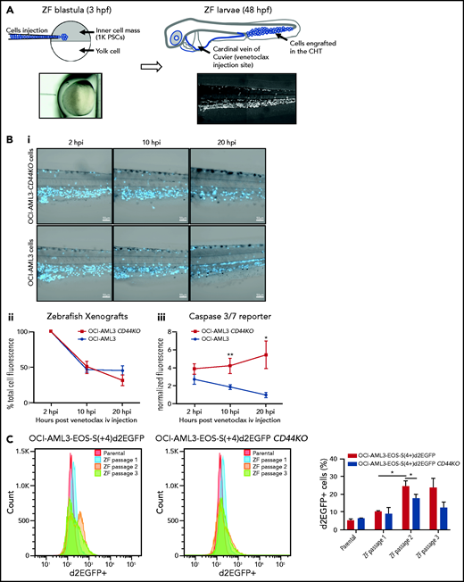 OCI-AML-3 CD44KO xenografted cells are less resistant to apoptosis upon treatment with intravenous venetoclax in an intravital imaging zebrafish model. (A) OCI-AML-3CD44KO or its parental cell line was stained with CellTraceViolet (CTV) and injected into the inner cell mass of blastula-stage zebrafish embryos. Upon development, both cell lines were tolerated and engrafted in the CHT. At 2 days after cell implantation, engrafted zebrafish larvae were treated with a single dose of 0.4 nL of venetoclax 2 mM injected into the cardinal vein in combination with a CellEventCaspase3/7 Green Detection Fluorescent Reagent. At 2, 10, and 20 hpi, intravital confocal images were taken and total CTV (blue) cell fluorescence as well as green fluorescence in the CTH was measured using ImageJ. (Bi) Representative grayscale pictures of the 3 time points in the blue channel (CTV) merged with brightfield. (Bii) Plot of the mean total CTV fluorescence in the CHT. (Biii) Plot of the mean total fluorescence of the CHT in the green channel (apoptosis reporter), normalized to the total CTV fluorescence in the same area on each xenografted zebrafish larvae (Student t test; n = 12 engrafted zebrafish larvae per group). Time lapse follow-up of individual engrafted zebrafish larvae of both cell sublines can be seen in supplemental movies. (C) OCI-AML3-EOS-S(4+)d2EGFP cells or OCI-AML3-EOS-S(4+)d2EGFP CD44KO cells were injected into zebrafish embryos as described above and incubated at 33°C. At 3 dpi, the zebrafish larvae were euthanized with ice-cold E3 medium after anesthesia with Tricaine. Larvae tails, which contain the CHT, were microdissected, dissociated by incubation in trypsin-EDTA, strained through a 40-µm mesh, and cultured in normal cell conditions. Upon proliferation, d2EGFP expression was measured by FACS, and the cells were reimplanted into zebrafish embryos initiating the next passage. Representative histograms of 1 experiment and quantification of 3 sequential in vivo passages of 3 independent experiments are shown. The error bars represent standard error. *P < .05; **P < .005. iv, intravenous; PSCs, pluripotent stem cells.