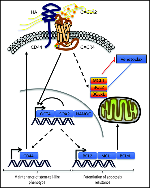 Possible contribution of CXCR4/CD44 for MRD. Our results show that the interaction between CXCR4 and CD44 upon CXCL12 stimulation may contribute to the maintenance of a stem cell–like phenotype in AML cells by inducing a transcriptional program driven by the core ESC-TFs, which promote their own transcription as well as that of other stemness target genes.25 This upregulates CD44, which contributes to the maintenance of the phenotype in this environment. In parallel, antiapoptotic protein levels of the BCL-2 family are increased, potentiating resistance to apoptosis induced by venetoclax. Molecule cartoons were taken from ScienceSlides (VisiScience Corp) by licensed user X.Y.