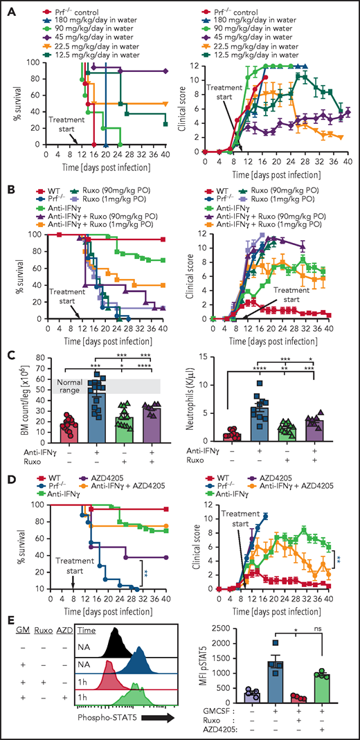 Ruxolitinib displays a narrow therapeutic window when treating established HLH and inhibition of JAK2, but not JAK1, is potentially toxic during HLH. (A) Survival and global clinical score of prf−/− mice treated after onset of HLH, on day 11, with continuously administered ruxolitinib in the drinking water at various doses. (B) Survival and global clinical score of prf−/− mice with established HLH treated with ruxolitinib, anti-IFN-γ, or combinations thereof. Anti-IFN-γ antibody was administered intraperitoneally (XMG1.2, 40 mg/kg, every 3-4 days) and ruxolitinib was given via oral gavage twice daily at the indicated doses. (C) Impact of ruxolitinib on marrow and peripheral blood cellularity. Bone marrow and peripheral blood neutrophil counts were assessed 16 days after infection, with the indicated treatments starting on day 6 (ruxolitinib was administered at 90 mg/kg per dose orally twice daily). (D) Survival and global clinical score of prf−/− mice after LCMV infection treated with the JAK1-selective inhibitor AZD4205, with or without anti-IFN-γ antibody. AZD4205 was administered as 25 mg/kg twice daily via oral gavage. (E) Assessment of JAK2 blockade in vivo by ruxolitinib and AZD4205. Mice were treated with ruxolitinib (90 mg/kg, IP) or AZD4205 (25 mg/kg, IP) and injected with granulocyte macrophage colony-stimulating factor (200 ng, IP) 1 hour later. Twenty minutes later, animals were euthanized and peritoneal macrophages were harvested via peritoneal lavage with 1% paraformaldehyde. After methanol permeabilization, phospho-STAT5 was measured in F4/80+ cells by flow cytometry. N = 8-37 mice/group (29 mice total treated with high- or low-dose ruxolitinib in panel A), combined from 2 to 12 independent experiments. *P < .05, **P < .01, ***P < .001.