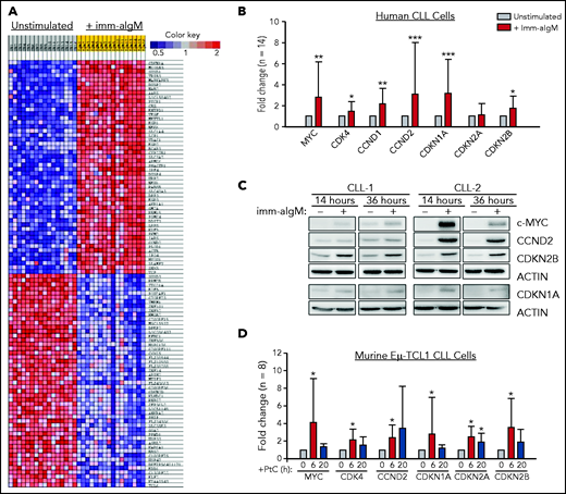 Positive and negative G1-phase cell-cycle regulators are induced in BCR-stimulated CLL cells. (A) Differentially expressed genes between unstimulated CLL cells and CLL cells stimulated for 20 hours with immobilized anti-IgM (imm-aIgM; n = 16) and analyzed on the Agilent Whole Human Genome Microarray 4x44K platform (GEO accession number GSE52776). The top 50 upregulated and top 50 downregulated genes are shown. (B) RQ-PCR analysis of an independent series of human CLL samples (n = 14) cultured for 20 hours with or without immobilized anti-IgM prior to RNA extraction. Significant differences with respect to unstimulated CLL cells are indicated with asterisks: *P < .05, **P < .01, ***P < .001. Analysis was performed using the paired Student t test or Wilcoxon signed-rank test, as appropriate. (C) Time-course analysis of changes in MYC, CCND2, CDKN1A, and CDKN2B protein expression in human CLL cells stimulated with immobilized anti-IgM. Analysis of CLL cells from 2 different patients is shown. (D) RQ-PCR analysis of changes in expression of positive and negative cell-cycle regulators in PtC-stimulated murine Eμ-TCL1–derived CLL cells expressing an anti-PtC BCR.