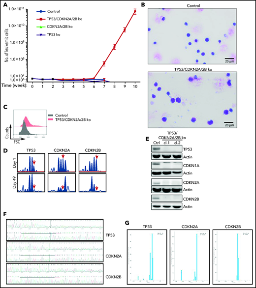 Eμ-TCL1 leukemia cells with biallelic loss of CDKN2A, CDKN2B, and TP53 proliferate spontaneously in vitro. (A) Absolute number of viable CDKN2A/2B/TP53-targeted, CDKN2A/2B-targeted, TP53-targeted, or control TCL1-355 leukemia cells at different time points in culture. A total of 5 × 106 leukemia cells of each genotype were isolated from spleens of corresponding mice and placed in culture. The number of viable cells was calculated by evaluating the ratio of the percentage of propidium iodide (PI)-negative cells out of the total number of cells. Each data point represents an average of 5 independent experiments with CDKN2A/2B/TP53-targeted and 3 independent experiments with CDKN2A/2B-targeted, TP53-targeted, and control leukemia cells. (B) May-Grünwald-Giemsa staining of control TCL1-355 leukemia cells and TCL1-355 leukemia cells with biallelic CDKN2A/2B/TP53 disruption. Scale bars, 20 μm. (C) Forward scatter (FSC) analysis of control TCL1-355 leukemia cells and TCL1-355 leukemia cells with biallelic CDKN2A/2B/TP53 disruption. (D) Indel analysis by amplicon capillary electrophoresis of CDKN2A/2B/TP53-targeted leukemia cells at day 1 and day 49 in culture. The position of the wild-type allele is indicated by a red arrow. (E) Immunoblotting analysis of TP53, CDKN1A, CDKN2A, and CDKN2B protein expression in 2 different clones of spontaneously proliferating TCL1-355 leukemia cells with biallelic CDKN2A/2B/TP53 disruption. (F) Alignment of mutant and wild-type nucleotide sequences (upper and lower panel, respectively) of the Cas9-targeted region using the Inference of CRISPR Edits (ICE) software tool. Analysis was performed on TP53/CDKN2A/2B-ko leukemia cells collected after 7 weeks in culture. (G) Analysis of the percentage of individual indels in the whole population using the ICE software tool. Wild-type allele corresponds to position 0 and is absent in all 3 panels.