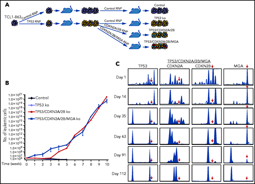 In vitro growth of Eμ-TCL1 leukemia cells with combined disruption of TP53, CDKN2A, CDKN2B, and MGA. (A) Schematic representation of the CRISPR/Cas9 procedure to target the TP53, CDKN2A, CDKN2B, and MGA genes in TCL1-863 leukemia cells. (B) Absolute number of viable TCL1-863 cells with TP53-targeted, TP53/CDKN2A/2B-targeted, TP53/CDKN2A/2B/MGA-targeted, or control TCL1-355 leukemia cells at different time points in culture. Each data point represents an average of 3 technical replicates. (C) Indel analysis by amplicon capillary electrophoresis of TP53/CDKN2A/2B/MGA-targeted leukemia cells at different time points in culture. The position of the wild-type allele is indicated by a red arrow.