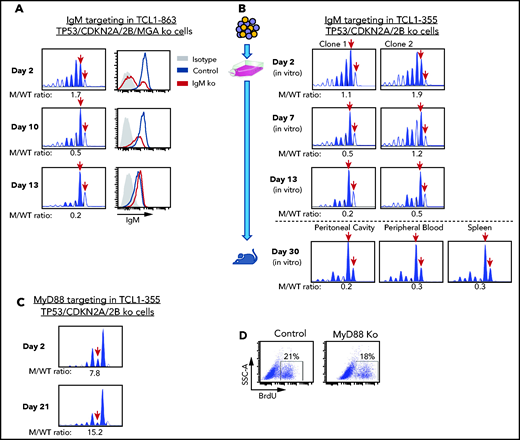 Effects of IgM or MyD88 targeting on growth of TP53/CDKN2A/2B-ko cells. (A) Time-course analysis of changes in IgM mutant vs wild-type allele ratio and surface IgM expression in TCL1-863 TP53/CDKN2A/2B/MGA-ko cells. The presence of 2 bands corresponding to the wild-type IgM heavy chain constant region gene (red arrows) is a result of the occasional nontemplated addition of a nucleotide at the 3′ end of PCR-amplified products by the Taq DNA polymerase.60 (B) Changes in IgM mutant vs wild-type allele ratio in TCL1-355 TP53/CDKN2A/2B-ko cells grown in vitro or in vivo. Cells were transfected with the RNP complex targeting the IgM heavy chain constant region gene and placed in culture. After 48 hours, cells were split and continued to be grown in vitro or were injected in the peritoneal cavity of an NSG mouse that was euthanized 28 days later. One of 2 experiments with identical results is shown. (C) Time-course analysis of changes in MyD88 mutant vs wild-type allele ratio in TCL1-355 TP53/CDKN2A/2B-ko cells. (D) BrdU-incorporation analysis of TCL1-355 TP53/CDKN2A/2B-ko cells with wild-type or mutated MyD88. Analysis was performed on cells collected 21 days after transfection with the MyD88 or control RNP complex.