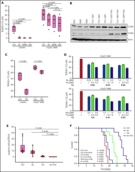 Evaluation of activity of BCR and CDK4/6 inhibitors against Eμ-TCL1 leukemia cells with combined TP53/CDKN2A/2B deficiency. (A) Effects of ibrutinib, R406, and idelalisib on proliferation of unstimulated or CpG-stimulated TCL1-355 leukemia cells with biallelic TP53/CDKN2A/2B disruption. Cells were cultured for 6 hours with BrdU prior to harvesting for flow cytometry analysis. All inhibitors were used at 1 μM concentration. Statistical analysis was performed using 1-way repeated measures analysis of variance (ANOVA) with the Holm-Šidak test for multiple comparisons. (B) Immunoblotting analysis of CDK4 and CDK6 protein expression in 3 normal splenic B-cell samples (NB1-NB3), the 3 CDKN2A/2B/TP53-ko leukemias (TCL1-355-TKO, TCL1-863-TKO, and TCL1-699-TKO), and their non-CDKN2A/2B/TP53–aberrated counterparts (TCL1-355, TCL1-863, TCL1-699). (C) Effects of palbociclib (Pal.) on proliferation of unstimulated or CpG-stimulated TCL1-355 leukemia cells with biallelic TP53/CDKN2A/2B disruption. Cells were cultured with BrdU for 20 hours prior to harvesting. Statistical analysis was performed using the paired Student t test. (D) Analysis of effects of palbociclib in combination with ibrutinib or idelalisib on proliferation of CpG-stimulated TCL1-355 leukemia cells with biallelic TP53/CDKN2A/2B disruption. The combination index (CI) was calculated using CompuSyn software (Paramus, NJ) according to the Chou-Talalay method.61 Mean values from 3 technical replicates were used in the equation. CI values below 1.0 indicate synergistic activity. (E) A total of 1 × 107 TCL1-355 TP53/CDKN2A/2B-ko cells were engrafted in C57BL/6 mice via intraperitoneal injection and randomly assigned to each of the 4 experimental cohorts. Treatment with palbociclib, ibrutinib, or palbociclib plus ibrutinib was started 3 days later. The number of leukemic cells in peripheral blood after 10 days of treatment is shown. (F) Survival analysis of mice treated with palbociclib, ibrutinib, or palbociclib plus ibrutinib. The x-axis indicates days from adoptive transfer. Survival curves were estimated using the Kaplan-Meier method and curve differences among groups were assessed using the log-rank test and the Holm-Šidak method for multiple comparisons. Ibr, ibrutinib; Idel, idelalisib; Unt, untreated.