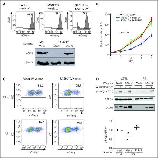 Lentivirus-mediated correction of SASH3 deficiency in Jurkat cells and in patient-derived T cells. (A) Top: transduction efficiency as measured by mCherry expression in wild-type (WT) and SASH3−/− Jurkat cells upon transduction with mock and SASH3 lentivirus (LV) vectors. Bottom: western blot showing reconstitution of SASH3 protein expression in SASH3−/− Jurkat cells upon transduction with the SASH3 LV vector. (B) Correction of the proliferative defect of SASH3−/− Jurkat cells upon transduction with the SASH3 LV vector. WT, wild-type Jurkat; mock, SASH3−/− Jurkat cells transduced with mock LV vector; SASH3, SASH3−/− Jurkat cells transduced with the SASH3 LV vector. Statistical significance was assessed with 2-way analysis of variance for multiple comparisons. (C) Dot-plot showing transduction efficiency (as measured by mCherry expression) in control- and P2-derived T-cell blasts upon transduction with mock and SASH3 LV vectors. (D) Top: western blot showing reconstitution of PLCγ1 phosphorylation in SASH3-transduced P2 T cells upon in vitro stimulation with anti-CD3 and anti-CD28. Bottom: densitometric quantification of phosphorylated PLCγ1 (pPLCγ1) protein expression in mock- and SASH3-transduced P2 T cells in 2 distinct experiments (identified by different symbols). Results are expressed as pPLCγ1:glyceraldehyde-3-phosphate dehydrogenase (GAPDH) ratio and compared with what was detected in mock-transduced control cells, which were given a value of 1.0.