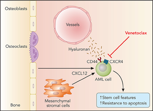 BMM-derived CXCL12 leading to cooperativity between CXCR4 and CD44 on the leukemic stem cell in acute myeloid leukemia (AML) and resistance to venetoclax by an increase in expression of CD44 and the embryonic stem cell core transcription factors Sox2, Oct4, and Nanog.