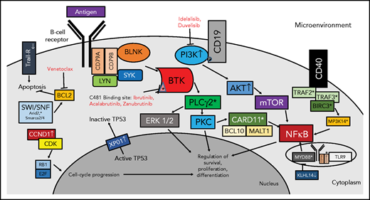 Overview of the BCR pathway with highlighted mechanisms of BTKi resistance. *Location of known BTKi resistance mutation. ↑ Protein is upregulated as a mechanism of BTKi resistance. ↓ Protein is upregulated as a mechanism of BTKi resistance. BCL10, B-cell leukemia/lymphoma 10; BLNK, B-cell linker protein; CDK, cyclin dependent kinase; ERK 1/2, extracellular signal-regulated kinase 1/2; MALT1, mucosa-associated lymphoid tissue lymphoma translocation protein 1; PKC, protein kinase C; RB1, retinoblastoma 1; SMARCA, SWI/SNF related, matrix-associated, actin-dependent regulator of chromatin, subfamily a, member; SYK, spleen tyrosine kinase; XPO1, exportin-1.