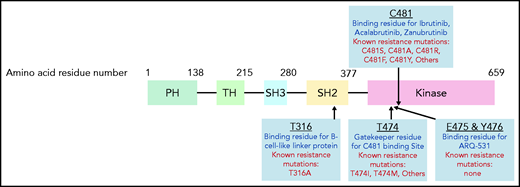 Schematic representation of the functional domains of BTK. Kinase: this domain is responsible for activation of the BTK protein. This region hosts the binding sites for BTK inhibitors as depicted in this graphic.89 PH, pleckstrin homology domain. This domain binds to phosphatidylinositol lipids which aids recruitment of proteins to the cellular membrane; SH, SRC homology domains. SH2 and SH3 are involved in protein-protein interactions and bind to phosphorylated tyrosines and proline regions, respectively. TH, TEC homology domain. This domain contains a proline rich region and is involved in protein-protein interactions.
