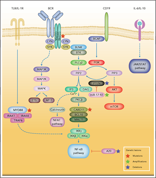 Simplified depiction of BCR, PI3K, and NF-κB signaling in DLBCL. Activation of the BCR induces a signaling cascade that culminates in the activation of the NF-κB, PI3K/mTOR, MAPK, and NFAT pathways. Other key survival pathways in DLBCL are depicted. Constitutive MYD88 signaling also induces activation of the NF-κB pathway. Genetic aberrations are indicated by colored asterisks.