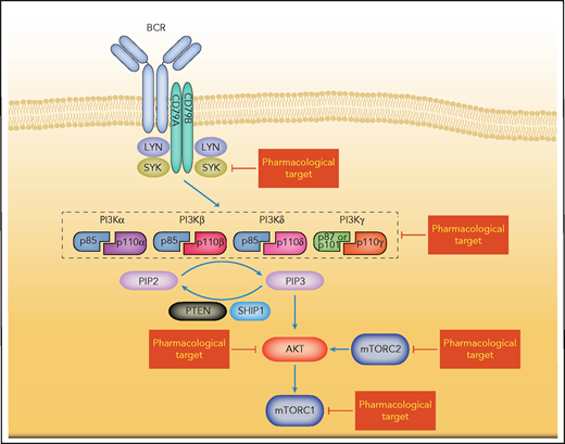 Simplified depiction of BCR-induced PI3K pathway activation. BCR signaling activates the PI3K/AKT-mTOR pathways. The composition of class I isoforms is shown. Potentially targetable vulnerabilities are highlighted.
