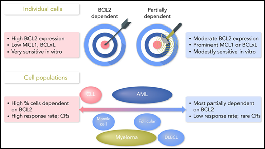 Summary of key preclinical and clinical characteristics of hematologic cancers where BCL2 inhibitors demonstrate clinical activity. At the single cell level, high vulnerability to BCL2 inhibition (left) is typically observed when BCL2 expression is constitutively high, and there is relatively minor expression of other prosurvival proteins.17,133 These BCL2-dependent cells reflect the near totality of cells among populations where CRs can readily be induced with monotherapy (eg, CLL,11,17,27,30,31,41 some MCL,103,105 t(11;14) myeloma and myeloma with heightened BCL2:BCLxl expression,96,97,123IDH-mutant AML69,80). For these cell populations, BH3 mimetics like venetoclax strike the bullseye. More commonly (right), cells are not BCL2 dependent, and BCL2 is not the bullseye. Rather these cells are vulnerable to BCL2 inhibition when a wave (depicted as green lines) of secondary inhibition of other prosurvival proteins by displaced BH3-only proteins134 is initiated, resulting in antagonism of other prosurvival proteins and BCL2. In these partially BCL2-dependent cells, BCL2 inhibitor monotherapy may be insufficient to kill cells with these characteristics (moderate and variable BCL2 expression, relatively higher levels of MCL1 or BCLxL), but some cells will die, whereas others suffer sublethal injury consequent on BAX/BAK-dependent mitochondrial depolarization and reduced energy production.53,91 Additional stressors will be required to maximize apoptosis and achieve high response rates in diseases in which the majority of cells are affected in this manner. This includes most myeloma,97 AML,67,69,135 ALL,16 and many B-cell lymphomas.17,105,136 Adapted137 with permission. Professional illustration by Somersault18:24.