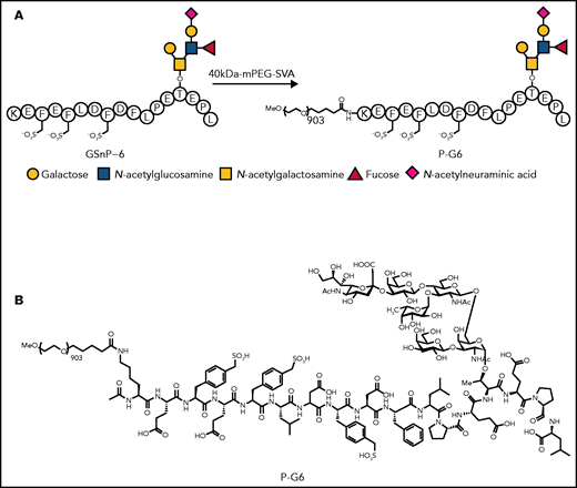 Synthesis of PEG40-GSnP-6 (P-G6). P-selectin antagonist GSnP-6 is modeled after the N terminus of human PSGL-1, including sialyl LewisX (N-acetylneuraminic acid)–containing hexasaccharide and sulfopeptide epitopes responsible for high-affinity binding to P-selectin. A linear 40-kDa mPEG-SVA was conjugated to the ε-amino residue of the N terminal lysine of GSnP-6 affording P-G6. The glycan short form (A) and full chemical structure (B) of P-G6 are shown.