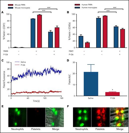 P-G6 inhibition of platelet-leukocyte aggregation in vitro and in vivo. (A-B) Inhibition of platelet-leukocyte aggregation in vitro. Anticoagulated mouse or human blood was dosed with 120 µM P-G6 or saline control. Platelet-leukocyte aggregation was induced by adding species-specific PAR peptide, and samples were analyzed using flow cytometry to quantify platelet-positive monocytes or neutrophils. P-G6 significantly reduced platelet-leukocyte aggregation in mouse (A) and human (B) blood. Unstimulated control blood is included for reference. (C-F) Inhibition of platelet-leukocyte aggregation in vivo. Intravital microscopy was used to characterize TNF-α–induced venular inflammation. Immediately prior to cremaster exteriorization, mice were infused with P-G6 or saline vehicle control and antiplatelet CD42b-DyLight 649 (red)/antineutrophil Alexa Fluor 488 (green). Platelet fluorescent signal was normalized to vessel area and reported as median integrated fluorescence over time (C) and AUC (D). P-G6 significantly reduced platelet accumulation to adherent neutrophils (E) compared with mice administered saline vehicle (F). Data are mean ± SEM. ***P < .001, *P < .05, Student t test. PMN, polymorphonuclear cells.