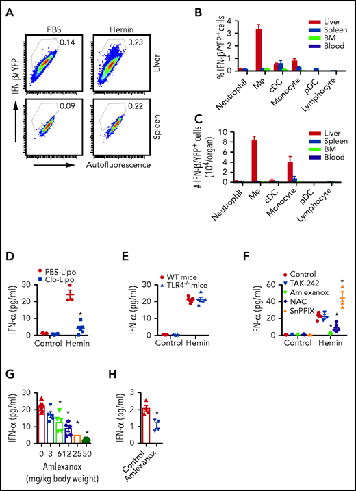 Hemolysis-induced IFN-I is primarily produced by liver macrophages and monocytes through ROS and TBK1/IKKε. (A) Representative dot plots showing frequencies of IFN-β/YFP+ macrophages (Mⲫ) in liver and spleen from IFN-β/YFP reporter mice at 20 hours after IV injection with PBS as control (200 µL/20 g body weight) or hemin (35 µmol/kg body weight). (B) Frequencies of IFN-β/YFP+ cells in leukocyte subsets in liver, spleen, bone marrow (BM), and blood from hemin-treated mice shown as in panel A (n = 3). (C) The absolute number of IFN-β/YFP+ cells in leukocyte subsets from mice as shown in panel B (n = 3). (D) Plasma IFN-α levels in WT mice at 20 hours after IV injection with PBS as control (200 µL/20 g body weight) or hemin (35 µmol/kg body weight), after pretreatment with Clo-lipo or PBS liposome (300 µL/20 g body weight, 1 day before hemin treatment) (n = 3-7). (E) Plasma IFN-α levels in WT mice and TLR4−/− mice at 20 hours after IV injection with PBS as control (200 µL/20 g body weight), or hemin (35 µmol/kg body weight) (n = 3-7). (F) Plasma IFN-α levels in WT mice at 20 hours after IV injection with PBS as control (200 µL/20 g body weight) or hemin (35 µmol/kg body weight), after pretreatment with TAK-242 (2 mg/kg body weight), amlexanox (50 mg/kg body weight) or NAC (250 mg/kg body weight), or SnPPIX (35 µmol/kg body weight) (n = 3-10). (G) Plasma IFN-α levels in WT mice at 20 hours after IV injection with hemin (35 µmol/kg body weight) and pretreated serially diluted amlexanox (from 50 to 3 and 0 mg/kg body weight) (n = 5-7). (H) Plasma IFN-α levels in sickle mice treated with amlexanox (50 mg/kg body weight/d for 3 consecutive days) or vehicle as control (n = 4). Data represent mean ± SEM; means were compared using 2-tailed Student t test. *P < .05.