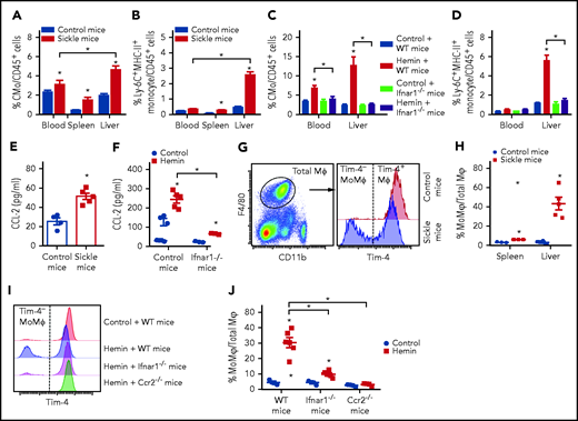 Hemolysis leads to IFN-I-dependent recruitment of monocytes to the liver. Frequencies of (A) CMo (gating strategy in supplemental Figure 2A-B) and (B) Ly-6C+MHC-II+ monocyte in total CD45+ leukocytes in blood, spleen, and liver of control mice and sickle mice (n = 3-4). Frequencies of (C) CMo and (D) Ly-6C+MHC-II+ monocyte in total CD45+ leukocytes in blood and liver of WT mice and ifnar1−/− mice at 20 hours after IV injection with PBS as control (200 µL/20 g body weight) or hemin (35 µmol/kg body weight) (n = 4-5). (E) Plasma CCL2 levels in control mice and sickle mice (n = 4-5). (F) Plasma CCL2 levels in mice shown in panel C (n = 4-5). (G) Representative dot plot and histogram showing the gating strategy for analysis of total Mⲫ (F4/80+CD11blow Mⲫ), monocyte derived Mⲫ (Tim-4− MoMⲫ), and resident Mⲫ (Tim-4+ Mⲫ) in mouse liver and spleen. (H) Frequencies of MoMⲫ in total Mⲫ of spleen and liver in control and sickle mice (n = 3-6). (I) Representative histograms showing the gating strategy for liver Tim-4− MoMⲫ, and Tim-4+ Mⲫ in WT mice, ifnar1−/− mice, and ccr2−/− mice at 72 hours after IV injection with PBS as control (200 µL/20 g body weight) or hemin (35 µmol/kg body weight). (J) Frequencies of MoMⲫ in total Mⲫ in livers of mice as shown in I (n = 3-6). Means were compared using 2-tailed Student t test. *P < .05.