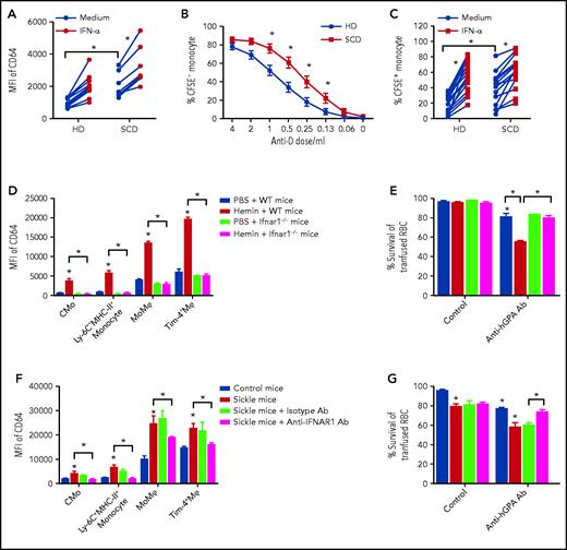 IFN-I increases erythrophagocytosis of low-level alloantibody sensitized RBCs in SCD. (A) Mean fluorescence intensity (MFI) of CD64 on purified CD14+ monocytes from HD (n = 14) and SCD (n = 7) after overnight culture with media or IFN-α (1000 IU/mL). (B) Percentage of CFSE+ monocytes in cultures of purified monocytes from HD (n = 10) and SCD (n = 9) following overnight co-incubation with CFSE-stained RhD+ RBCs coated using serially diluted anti-D antibody (from 4 to 0.06 and 0 µL in 100 µL staining buffer). (C) Percentage of CFSE+ monocytes in cultures of purified monocytes from HD (n = 10) and SCD (n = 9) as in panel B using low-dose anti-D antibody (0.25 µL in 100 µL staining buffer) in the absence (media alone) or presence of IFN-α (1000 IU/mL). (D) MFI of CD64 in liver CMo, Ly-6C+MHC-II+ monocyte, Tim-4− MoMⲫ, and Tim-4+ Mⲫ of WT mice and ifnar1−/− mice at 20 hours after IV injection with PBS as control (200 µL/20 g body weight) or hemin (35 µmol/kg body weight) (n = 4-5). (E) Survival of transfused CFSE-labeled RBCs from hGPA-Tg mice at 1 day in recipient WT and ifnar1−/− mice treated with anti-hGPA antibody (0.75 µg/20 g body weight, 1 hour after RBC transfusion) or isotype IgG as control, after pretreatment with hemin (35 µmol/kg body weight, 1 day before RBC transfusion) or PBS as control. (F) MFI of CD64 in liver CMo, Ly-6C+MHC-II+ monocyte, Tim-4− MoMⲫ, and Tim-4+ Mⲫ of control and sickle treated with anti-IFNAR1 antibody (2 mg/20 g body weight for 3 consecutive days) or isotype IgG as control (n = 3). (G) Survival of transfused CFSE-labeled hGPA RBCs in mice as shown in panel F at 1 day after receiving transfused RBC and anti-hGPA antibody (0.75 µg/20 g body weight), or isotype IgG as control (n = 5-6). Data represent mean ± SEM; means were compared using 2-tailed Student t test. *P < .05.