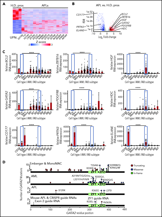 GATA2 expression in normal and malignant hematopoietic cells. (A) Heat map of the 4094 DEGs between primary human APLs and healthy donor promyelocytes (H.D. pros) by RNA-seq fold change ≥2 and FDR <0.05. (B) Volcano plot of the samples from panel A. Expression changes of BCL2, ZBTB16, HGF, GATA2, PDGFRB, HDC, CD177, PRTN3, and ELANE are labeled. (C) BCL2, ZBTB16, HGF, GATA2, PDGFRB, HDC, CD177, PRTN3, and ELANE expression in flow purified healthy donor human CD34+ progenitors (CD34), promyelocytes (Pro), neutrophils (Neu), monocytes (Mono), and the AML French-American-British subtypes M0-M7 by RNA-seq using the AML TCGA data set.6 Promyelocytes and M3 (APL) subtype samples are highlighted in blue. Statistical significance was determined by edgeR, which includes correction for multiple testing. P values are corrected for multiple testing. (D) Distribution of GATA2 mutations from patients with Emberger syndrome, monocytopenia and mycobacterial infection (MonoMAC) syndrome, AML, or APL,1-5,7,11,30,34,59-64 as well as those from mouse APLs identified by exome sequencing. The locations of CRISPR guide RNAs used in this study (labeled exon 2 and ZF1) are annotated with dashed lines. ****P < .0001. UPN, unique patient number; ZF1, zinc finger domain 1; ZF2, zinc finger domain 2.