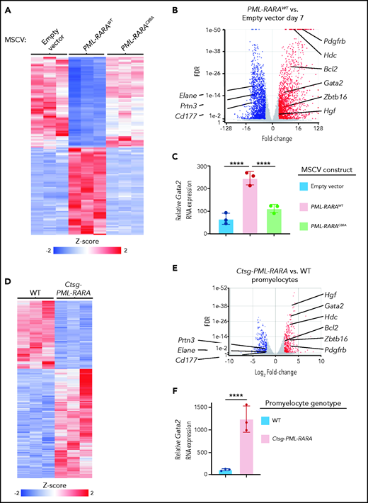 Increased Gata2 expression in preleukemic mouse myeloid cells expressing PML-RARA. (A) Heat map of the 3361 DEGs between lineage-depleted and flow-purified GFP+ WT mouse bone marrow cells 7 days following retroviral transduction with PML-RARAWT compared with those transduced with an empty MSCV-IRES-GFP vector control by bulk RNA-seq (fold change ≥2 and FDR <0.05). Also plotted is the expression of the same DEGs in cells transduced with PML-RARAC88A MSCV-IRES-GFP vector. (B) Volcano plot of the expression changes in (A). Upregulated (red) and downregulated (blue) DEGs (fold change ≥2 and FDR <0.05) are highlighted. Expression changes in Bcl2, Zbtb16 (Plzf1), Hgf, Pdgfrb, Hdc, Elane, Prtn3, and Cd177 are labeled. (C) Relative Gata2 RNA expression in lineage-depleted and flow-purified GFP+ WT mouse bone marrow cells 7 days following retroviral transduction with PML-RARAWT, PML-RARAC88A, or an empty MSCV-IRES-GFP vector. Data in panels A-C are from 3 independent biological replicates, each from a separate 6- to 8-week-old WT mouse. (D) Heat map of the 1838 DEGs between flow-purified promyelocytes from preleukemic Ctsg-PML-RARA mice compared with those from WT littermates by bulk RNA-seq (fold change ≥2 and FDR <0.05). (E) Volcano plot of the expression changes in (D). Upregulated (red) and downregulated (blue) DEGs (fold change ≥2 and FDR <0.05) are highlighted. Expression changes in Bcl2, Zbtb16 (Plzf1), Hgf, Pdgfrb, Hdc, Elane, Prtn3, and Cd177 are labeled. (F) Relative Gata2 RNA expression in flow-purified promyelocytes from preleukemic Ctsg-PML-RARA mice compared with those from WT mice by RNA-seq. Data in panels D-F are from 3 pairs of mice that were littermate matched and 6 to 8 weeks of age; each flow-purified promyelocyte sample was from a unique mouse. P values are corrected for multiple testing. ****P < .0001.