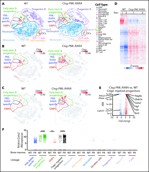 PML-RARA expression drives the formation of a unique population of preleukemic myeloid progenitors that express Gata2. (A) t-Distributed stochastic neighbor embedding (t-SNE) plots of scRNA-seq data from whole bone marrow cells from young nonleukemic WT mice (left panel) or Ctsg-PML-RARA mice (right panel) mice. Known hematopoietic cell types are labeled based on Haemopedia gene expression profiling40,58). Major cell populations (early stem and progenitors, GMPs, neutrophils, monocytes, macrophages, T cell, DCs, mature B, and progenitor B) are inferred, outlined, and labeled based on Haemopedia lineage assignment software and based on graph-based clustering analysis. A unique population of myeloid precursor cells that are only present in the bone marrow from Ctsg-PML-RARA mice is outlined in blue (“PML-RARA specific”). (B) t-SNE plots of the relative expression of Ctsg in whole bone marrow cells from WT mice (left panel) or Ctsg-PML-RARA mice (right panel) by scRNA-seq. (C) t-SNE plots of the relative expression of Gata2 in whole bone marrow cells from WT mice (left panel) or Ctsg-PML-RARA mice (right panel) by scRNA-seq. (D) Heat map of the 1090 DEGs between Ctsg+ myeloid precursors from Ctsg-PML-RARA mice compared with those from WT littermates by scRNA-seq. Replicate littermate pairs are labeled as Rep 1 and Rep 2 (fold change ≥2 and FDR <0.05 by ANOVA). (E) Volcano plot of expression changes between Ctsg+ myeloid progenitors from Ctsg-PML-RARA vs WT mouse bone marrow. Expression changes in Bcl2, Zbtb16 (Plzf1), Hgf, Pdgfrb, Hdc, Elane, Prtn3, and Cd177 are labeled. (F) Relative Gata2 expression by scRNA-seq in the various lineage populations from panel A in WT or Ctsg-PML-RARA (PR) bone marrow. Data in panels A-F are from 2 pairs of mice that were littermate matched and 8 to 12 weeks of age. Samples of the same genotype were concatenated for the analyses in panels A-C and E-F. **P = 1.37E-4, ***P = 1.73E-142, ****P < 1.00E-298; ANOVA. CFU-E, colony forming unit-erythroid; CLP, common lymphoid progenitor; DC, dendritic cell; GMPs, granulocyte-monocyte progenitors; MDP, monocyte dendritic cell progenitor; MEP, megakaryocyte erythroid progenitor; MPP, multipotent progenitor; NP, neutrophil progenitor; RBC, red blood cell; ST-HSC, short-term hematopoietic stem cell.