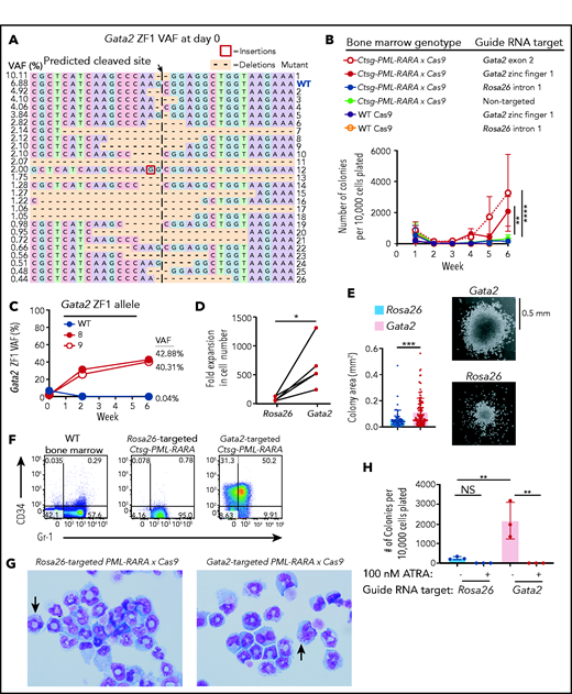 Effects of biallelic Gata2 mutations on PML-RARA–induced serial replating. Serial replating assays using preleukemic lineage-depleted PML-RARA × Cas9 or WT Cas9 bone marrow cells that were electroporated with CRISPR guide RNAs targeting Gata2 zinc finger domain 1 (ZF1), Gata2 exon 2, or Rosa26 intron 1 (neutral mutation control) prior to initial plating in MethoCult M3534. Cells were serially replated for 6 weeks. (A) The initial Gata2 variant allele frequencies (VAF) at day 0 (day of initial plating in MethoCult) by digital sequencing following CRISPR targeting with a Gata2 ZF1-specific guide RNA. Data are representative of 3 independent biological replicates. (B) Colony counts from serial replating assays in which preleukemic PML-RARA × Cas9 or WT Cas9 bone marrow cells were electroporated with CRISPR guide RNAs targeting Gata2 ZF1, Gata2 exon 2, or Rosa26 or were left untransfected (nontargeted) prior to initial plating in MethoCult. Three or 4 independent biological replicates are plotted for each guide RNA target. **P < .01, ****P < .0001; 2-way ANOVA at week 6. (C) VAFs of the Gata2 ZF1 alleles WT, 8, and 9 from panel A over time. Data are representative of 3 independent biological replicates. (D) The fold expansion in the total number of live cells from the number that was plated at the beginning of week 6 compared with those at the end of week 6 for Rosa26- and Gata2-targeted PML-RARA × Cas9 cells from panel B. Gata2-targeted samples include samples electroporated with ZF1 or exon 2 Gata2 guide RNAs. Five independent biological replicates are plotted for each target (Rosa26 or Gata2). *P < .05; paired, 2-tailed Student t test. (E) The colony area of Rosa26- and Gata2-targeted PML-RARA × Cas9 cells at week 6 (left panel). Data from 2 independent biological replicates are plotted for each target (Rosa26 or Gata2). Gata2-targeted samples include those electroporated with a ZF1 or an exon 2 Gata2 guide RNA. ***P < .001; unpaired, 2-tailed Student t test. Representative images of colony morphologies and sizes from PML-RARA × Cas9 cells electroporated with Gata2 or Rosa26 guide RNAs (right panels). Images were captured using an Olympus IX-51 microscope and a QImaging QIClick camera (original magnification ×4). (F) CD34 and Gr-1 expression by flow cytometry on WT bone marrow (not replated in MethoCult) or on Rosa26- or Gata2-targeted PML-RARA × Cas9 cells from panel A replated in MethoCult for 8 weeks. Data are representative of 3 or 4 independent biological replicates. (G) Wright-Giemsa staining of Rosa26 or Gata2 exon 2–targeted PML-RARA × Cas9 cells from panel A replated in MethoCult for 8 weeks and then cultured in suspension media containing SCF, FLT3L, interleukin-3, and TPO for 2 days. Arrows point to cells containing prominent cytoplasmic azurophilic granules. Data are representative of 3 independent biological replicates. Images were captured using an Olympus BX-53 microscope and an Olympus DP-72 camera (original magnification ×100). (H) The number of colonies per 10 000 cells plated at week 6 for Rosa26-targeted or Gata2-targeted PML-RARA × Cas9 cells that were cultured with 100 nM ATRA (+) or DMSO vehicle control (-). Data from 3 independent biological replicates are plotted for each target. **P < .01; 1-way ANOVA. NS, not significant.