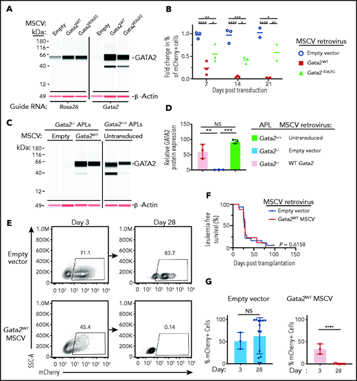 Restoration of Gata2 expression inhibits PML-RARA-induced aberrant self-renewal and leukemogenesis. (A) Retroviral “addback” of Gata2 in preleukemic PML-RARA–expressing cells. The initial protein expression detected using a Jess apparatus by ProteinSimple of GATA2 and β-ACTIN from preleukemic lineage-depleted PML-RARA × Cas9 bone marrow cells that were electroporated with CRISPR guide RNAs targeting Rosa26 intron 1 or Gata2 exon 2, serially replated in MethoCult M3534 for 8 weeks, and then transduced with empty vector, Gata2WT, or Gata2R362G MSCV-IRES-mCherry retroviruses. Samples are from cells that were grown in suspension culture with SCF, FLT3L, interleukin-3 (IL-3), and TPO (to minimize clonal selection pressures) for 3 days posttransduction, and then flow purified on mCherry+ cells. The Rosa26-targeted samples were run on a separate blot from the Gata2-targeted samples. Blots for GATA2 and β-ACTIN were performed using the same samples with 2 antibodies in 2 spectral channels: chemiluminescence (GATA2) and near infrared (β-ACTIN). (B) Fold change in the percentage of mCherry+ cells by flow cytometry in Gata2 exon 2–targeted PML-RARA × Cas9 bone marrow cells from panel A that were serially replated in MethoCult for 8 weeks, then retrovirally transduced with Gata2WT, Gata2R362G, or empty MSCV-IRES-mCherry vectors, and replated in MethoCult for an additional 2 to 3 weeks. Fold change is relative to the mCherry expression at day 3 posttransduction (n = 3 at days 7 and 14; n = 2 at day 21; independent biological replicates). *P < .05, **P < .01, ***P < .001,****P < .0001; 2-way ANOVA . (C) Retroviral “addback” of Gata2 in Gata2−/− APLs. Protein expression was detected using a Jess apparatus by ProteinSimple of GATA2 and β-ACTIN at day 3 following the transduction of Gata2−/− APL cells with empty vector, Gata2WT MSCV-IRES mCherry retroviruses, or untransduced Gata2+/+ APL cells. Cells were grown in suspension culture ex vivo with SCF, FLT3L, IL-3, and TPO (to minimize clonal selection pressures) for 3 days posttransduction. At day 3 posttransduction, APL cells were transplanted into sublethally irradiated Ly5.1 mice. Antibodies against GATA2 and β-ACTIN were used in the same samples in 2 spectral channels: chemiluminescence (GATA2) and near infrared (β-ACTIN). (D) Quantification of the relative GATA2/β-ACTIN protein expression in untransduced Gata2+/+ APLs (green bar), empty vector–transduced Gata2−/− APLs (blue bar), or Gata2WT MSCV–transduced Gata2−/− APLs (red bar) from the blots in panel C. **P < .01, ***P < .001; 2-way ANOVA. (E) mCherry expression by flow cytometry in Gata2−/− APL samples transduced with empty vector (upper panels) or Gata2 MSCV-IRES-mCherry (lower panels) retroviruses. Samples are from APLs that were grown ex vivo for 3 days posttransduction with cytokines (left panels) or those that were subsequently transplanted into Ly5.1 mice and harvested on day 28 (right panels). Day-28 samples are gated on CD45.2+ peripheral blood APL cells. (F) Leukemia-free survival of recipient Ly5.1 mice that were transplanted with unsorted mCherry− and mCherry+Gata2−/−Ctsg-PML-RARA APL cells following transduction with empty vector or Gata2 MSCV-IRES-mCherry retroviruses. P = .6158; log-rank (Mantel-Cox) test. (G) Quantification of mCherry expression at day 3 and 28 in empty vector–transduced (left panel) and Gata2WT MSCV–transduced (right panel) APLs from panel D. In panels E-G, each of 3 independently derived Gata2−/− APLs was transduced with empty vector or Gata2 MSCV retroviruses and then transplanted into 5-6 Ly5.1 recipient mice (18 recipient mice received empty vector–transduced Gata2−/− APLs; 17 recipient mice received Gata2 MSCV-mCherry–transduced Gata2−/− APLs). ****P < .0001; unpaired, 2-tailed Student t test. NS, not significant.