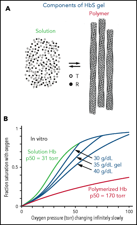 Oxygen dissociation curves in vitro. (A) A gel consists of an equilibrium between Hb molecules free in solution and polymerized Hb. Only the T conformation of hemoglobin can polymerize, whereas the R conformation is excluded at all oxygen pressures.5,6 (B) True equilibrium ODCs are what would be observed if the oxygen pressure were changed infinitely slowly. The equilibrium gel ODC is shown at 3 different total Hb concentrations in a red cell with a Hb composition of 92% HbS, 4%HbF, and 4% HbA2, which is the average composition for 23 sickle cell patients with Hb(F+A2) levels less than 12%. Although the oxygen affinity of HbA and nonpolymerized HbS are identical,31,54 the p50 for sickle red cells is ∼4 torr higher than normal red cells because of the elevated 2,3-DPG in sickle cell disease. The right shift of the gel ODCs relative to the solution curve (green) is related to the presence of low-affinity polymerized Hb (red curve). The T conformation of free Hb in solution has a higher affinity for oxygen (p50 = 130 torr) than polymerized Hb.55