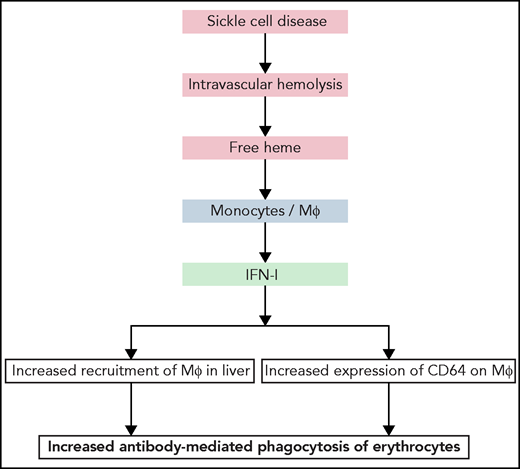 Summary of the principal findings of the work of Liu et al. Hemolytic disorders, such as SCD, are characterized by intravascular hemolysis, leading to release of cell-free heme. Liu et al show that free heme can act on monocyte and macrophages in liver, triggering release of IFN-I. The latter can induce further recruitment of monocytes and their differentiation in the liver into macrophages proficient at phagocytosis of erythrocytes. Moreover, IFN-I induced expression of IgG Fc-binding receptor CD64 on macrophages. Both the increased number of macrophages in liver and higher expression of high-affinity IgG receptor can boost phagocytosis and destruction of erythrocytes.