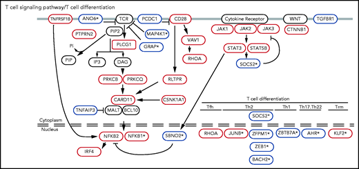 Known and novel putative CTCL driver genes function in T-cell–specific pathways. Mutations in TCR signaling and differentiation pathways identified in CTCL. Putative oncogenes and tumor suppressors are indicated by red and blue boxes, respectively. *Genes not previously reported in CTCL.