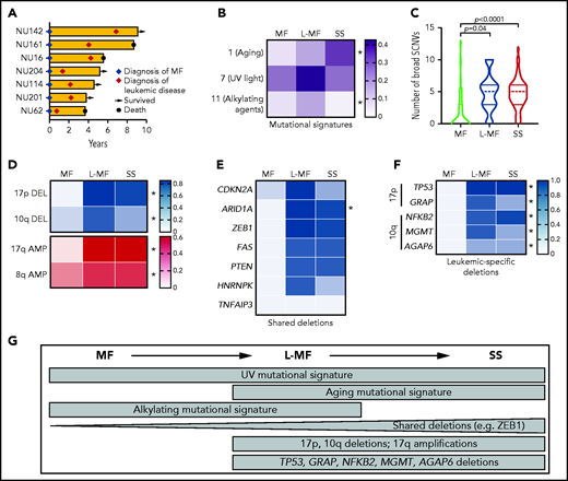 Analysis of CTCL subtypes identifies genetic hallmarks of leukemia. (A) Swimmer plot of patients with MF who developed leukemia. (B) Heat map depicting the relative contribution of point mutation signatures in CTCL subgroups. Color bar indicates proportion of SSNVs in each group harboring each signature. *q < 0.05 2-sided Student t test comparing SS and MF followed by the Benjamini, Krieger, and Yekutieli correction. (C) Violin plot displaying number of broad SCNVs per sample in each CTCL subtype. P values indicate 2-sided Student t test MF vs SS or MF vs L-MF. (D-F) Heat map depicting prevalence of chromosome arm-level SCNVs (D) and deletions in putative tumor suppressors (E-F) in each CTCL subgroup. (D-F) Color bars indicate proportion of cases in each group with the indicated alteration. Panels E and F share the same scale. *Padj. < .05, by Fisher’s exact test comparing leukemic CTCL and MF followed by Bonferroni correction. Shared deletions indicates genes >12.5% deleted in each subgroup; leukemia-specific deletions show significant genes deleted in >30% of leukemic CTCLs and <10% of MFs. (G) Genetic similarities and differences across CTCL subgroups.