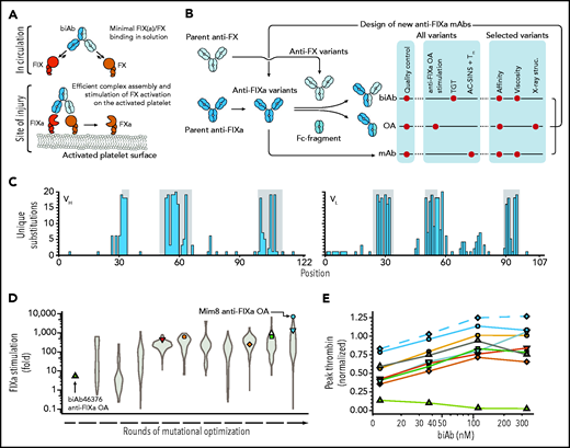 High-throughput screening for FVIIIa-mimetic activity. An overview of the pursued mechanism of action of Mim8 (A) and screening and optimization strategy (B) is shown. Assays used to investigate functional, structural, and biophysical properties of biAb, anti-FIXa OA, and mAb variants are indicated. (C) Number of unique amino acid substitutions explored at individual positions (using consecutive numbering) in the heavy (VH) and light (VL) chain variable domains of the Mim8 anti-FIXa arm. Complementarity-determining region (CDR) loops are highlighted in gray. (D) Evolution of FIXa stimulation of variants of the parental Mim8 anti-FIXa arm during rounds of mutational optimization. FIXa stimulation was measured in high throughput at pH 7.4 in the presence of 0.15 to 1 nM FIXa, 100 nM FX, 500 µM PS:PC vesicles, and a single concentration (800 nM) of anti-FIXa OA. A total of 1308 variants were investigated, with the distribution of activities within each round shown as a violin plot. (E) Plasma activity of a representative subset of biAbs from cycles of anti-FIXa arm optimization. Variant anti-FIXa arms (identified by symbol and color coding as in panel D) were assembled with the parental anti-FX arm. Activity (mean, n = 2) was measured in a TF-triggered thrombin generation assay in human congenital HA plasma at 4 biAb concentrations and normalized to the response obtained with 333 nM emicizumab SIA. Green triangles and blue circles represent biAbs containing the parental (biAb46376) and final Mim8 anti-FIXa arm, respectively. The final engineered Mim8 is included for reference and shown by blue diamonds and a dashed line.