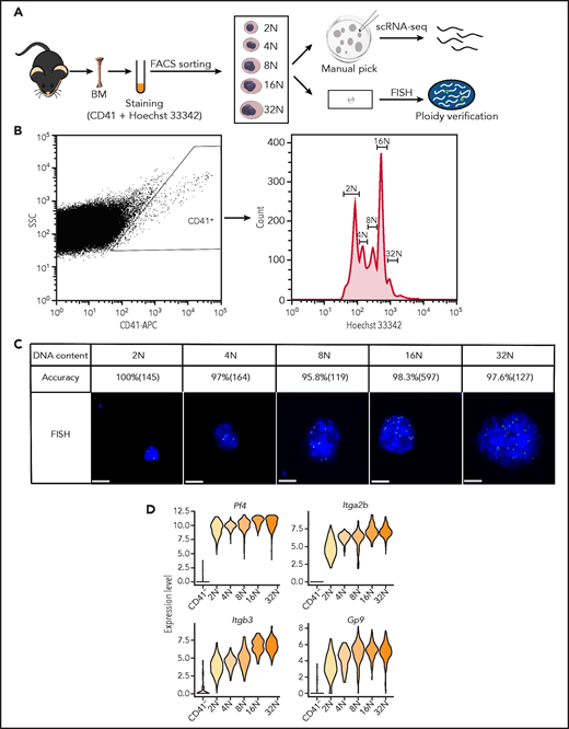 Single-cell transcriptomes of primary murine MKs spanning each ploidy stage. (A) Schematic illustration of the experimental workflow. Individual MKs at different DNA content levels from 2N to 32N were collected from mouse BM by FACS and manual picking and were processed for scRNA-seq. Fluorescence in situ hybridization (FISH) was used to verify the DNA contents of the sorted MKs. (B) FACS results for mouse MKs that span each ploidy stage (2N-32N) stained with CD41 and Hoechst 33342 antibodies. (C) Representative images of MKs analyzed by DNA-FISH to detect the degree of ploidy and to quantify the accuracy of ploidy degree and cell numbers of MKs in each ploidy. Scale bars, 10 μm. (D) Violin plots showing relative expression levels of traditional markers of MKs in different ploidy MKs and CD41– cells. APC, antigen-presenting cell; SSC, side scatter.