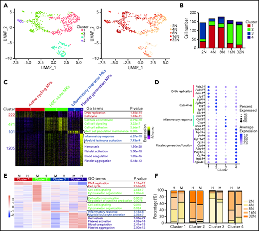 Transcriptional heterogeneity of mouse and human BM MKs. (A) UMAP plot of all MKs that passed quality control tests (795 cells). (B) Bar graph showing the number of cells at each ploidy stage in 4 clusters. (C) Heatmap displaying the cluster-specific DEGs in mouse MKs. The enriched biological processes for each gene group are shown on the right. (D) Dot plot representing relative expression for selected genes involved in indicated biological processes in mouse MKs. Dot size indicates the proportion of cells in a cluster that express a gene; shading (low, light; high, dark) indicates the relative level of expression. (E) Heatmap showing cluster-specific DEGs that are similar between human and mouse MKs. The enriched biological processes for each gene group are shown on the right. (F) Bar plot showing the distribution of ploidy degree of each cluster in mouse and human MKs. H, human; M, mouse.