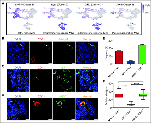 In situ immunostaining of MK subpopulations in murine BM. (A) Relative expression levels of marker genes, including Mylk4, Lsp1, Cd53, and Arntl, in mouse MK subpopulations. (B) Immunofluorescence of MYLK4 (green) co-stained with CD41 (red) in mouse BM. Arrows indicate MYLK4+CD41+ cells. (C) Immunofluorescence of LSP1 (green) co-stained with CD41 (red) in mouse BM. Arrows indicate LSP1+ CD41+ cells. (D) Immunofluorescence of ARNTL (green) co-stained with CD41 (red) in mouse BM. Arrows indicate ARNTL+CD41+ cells. The images in panels B-D represent 3 independent experiments . (E) Bar plot showing the frequency of MYLK4+CD41+ (668 MKs), LSP1+CD41+ (1221 MKs), and ARNTL+CD41+ (748 MKs) in total MKs (CD41+) in murine BM. (F) Box plot showing the distribution of cell diameters of MYLK4+CD41+ (87 cells), LSP1+CD41+ (49 cells), and ARNTL+CD41+ (185 cells). Data are from one-way analysis of variance (ANOVA). Scale bars, represent 20 μm. Error bars indicate SEM. *P ≤ .05; ****P ≤ .0001. DAPI, 4′,6-diamidino-2-phenylindole.