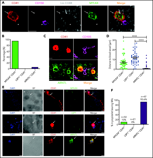 MKs with distinct expression signatures are spatially organized in the BM niche, and CD41+ARNTL+ MKs are the dominant population in proplatelet formation. (A) Representative image of an Lin−CD48−CD41−CD150+ HSC (violet; indicated by arrowheads) and an MYLK4+ MK stained with MYLK4 (green) and CD41 (red; indicated by arrows). The images represent 3 independent experiments. (B) Quantification of the frequency of MKs (CD41+) in contact with HSCs: MYLK4+CD41+(21 cells), LSP1+CD41+ (18 cells), and ARNTL+CD41+ (20 cells). (C) Representative images of CD105+ blood vessel (violet) and ARNTL+ MK stained with ARNTL (green) and CD41 (red). The images represent 3 independent experiments . (D) Quantification of the distance between cells and blood vessels: MYLK4+CD41+ (58 cells), LSP1+CD41+ (49 cells), and ARNTL+CD41+ (185 cells). (E) Representative images of proplatelet-bearing MKs in the whole BM section using CD41+ staining. Proplatelet-bearing MKs were costained with ARNTL+, but these proplatelet-bearing MKs could not be clearly co-stained with MYLK4 or LSP1. The images represent at least 3 independent experiments. Arrows indicate proplatelet-bearing MKs; arrowheads indicate non–proplatelet-bearing MKs costained by MYLK4 and CD41. (F) Quantification of the frequency of MYLK4+CD41+ (50 cells), LSP1+CD41+ (21 cells), or ARNTL+CD41+ (47 cells) in proplatelet-bearing MKs. Scale bars, 20 μm. Error bars indicate SEM. Data are from one-way ANOVA. ****P ≤ .0001.