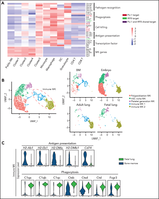 Cluster 3 cells possess a monocytic-like transcriptional signature and respond to pathogen infection. (A) Heatmap of correlation matrix of transcriptomes between mouse MK subpopulations and immune cells from published data set, including MKs, monocytes, dendritic cells (DCs), granulocytes, macrophages, CD4+ T cells, and CD8+ T cells. (B) UMAP plot of MKs from different organs and species by integrated analysis. (C) Violin plots showing the expression levels of genes involved in phagocytosis and antigen presentation in immune MKs derived from fetal mouse lung43 and BM. (D) Representative images of CD53+ MKs and monocytes stained with Wright-Giemsa stained. Scale bars, 10 μm. (E) Representative FACS plot of CD53+ MKs (CD53+CD41+) among BM samples from mice at 0, 6, 12, 24, and 30 hours after injection of LPS 4 mg/kg. Numbers in boxes represent the percentage of CD53+ MKs (CD53+CD41+) in total MKs; mean ± standard error of the mean (SEM). (F) Quantification of the frequency of MKs (CD41+) in total BM cells and CD53+ MKs (CD53+ CD41+) in total MKs from mice at 0, 6, 12, 24, and 30 hours after injection of LPS 4 mg/kg (n = 3; mean ± SEM; unpaired Student t test). (G) Heatmap displaying relative expression for selected genes involved in indicated biological processes in CD53– and CD53+ MKs isolated from mice at 0, 6, and 12 hours after injection of LPS 4 mg/kg . (H) Representative images of fluorescent Escherichia coli particles (purple) incubated with CD53+ or CD53– MKs stained with CD53 (green) and CD41 (red). Scale bars, 20 μm. BF, bright field. Images represent 3 independent experiments. (I) Quantification of the percentage of cells phagocytizing E coli particles in CD53+ and CD53– MKs: CD53+CD41+, 219 cells; CD53–CD41+, 267 cells. (J) Representative FACS plot of T-cell proliferation. T cells labeled with carboxyfluorescein succinimidyl ester (CSFE) were cultured with or without 3000 to 5000 CD53+/CD53– MKs for 3 days in the presence of anti-CD3 and anti-CD28 antibody. The upper left quadrant represents the proliferating T cells; numbers in the boxes indicate the percentage of proliferating T cells. Results are representative of 3 independent experiments. (K) Bar graph depicting the percentage of proliferating T cells in total T cells cultured with or without 3000 to 5000 CD53+/CD53– MKs for 3 days in the presence of anti-CD3 or anti-CD28 antibody (n = 3; mean ± SEM; 1-way ANOVA; *P ≤ .05; **P ≤ .01. ****P ≤.0001. n.s., not significant.
