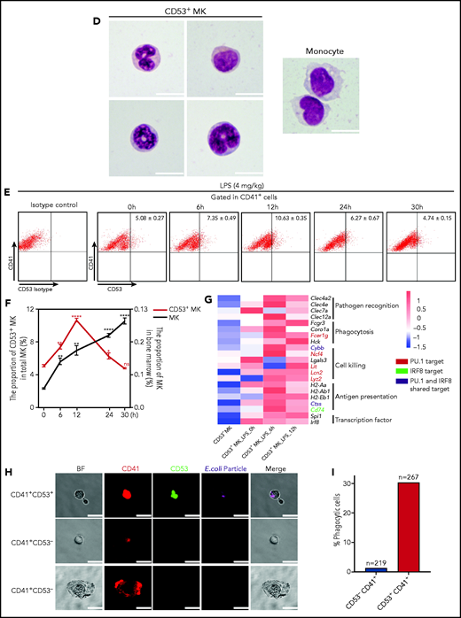 Cluster 3 cells possess a monocytic-like transcriptional signature and respond to pathogen infection. (A) Heatmap of correlation matrix of transcriptomes between mouse MK subpopulations and immune cells from published data set, including MKs, monocytes, dendritic cells (DCs), granulocytes, macrophages, CD4+ T cells, and CD8+ T cells. (B) UMAP plot of MKs from different organs and species by integrated analysis. (C) Violin plots showing the expression levels of genes involved in phagocytosis and antigen presentation in immune MKs derived from fetal mouse lung43 and BM. (D) Representative images of CD53+ MKs and monocytes stained with Wright-Giemsa stained. Scale bars, 10 μm. (E) Representative FACS plot of CD53+ MKs (CD53+CD41+) among BM samples from mice at 0, 6, 12, 24, and 30 hours after injection of LPS 4 mg/kg. Numbers in boxes represent the percentage of CD53+ MKs (CD53+CD41+) in total MKs; mean ± standard error of the mean (SEM). (F) Quantification of the frequency of MKs (CD41+) in total BM cells and CD53+ MKs (CD53+ CD41+) in total MKs from mice at 0, 6, 12, 24, and 30 hours after injection of LPS 4 mg/kg (n = 3; mean ± SEM; unpaired Student t test). (G) Heatmap displaying relative expression for selected genes involved in indicated biological processes in CD53– and CD53+ MKs isolated from mice at 0, 6, and 12 hours after injection of LPS 4 mg/kg . (H) Representative images of fluorescent Escherichia coli particles (purple) incubated with CD53+ or CD53– MKs stained with CD53 (green) and CD41 (red). Scale bars, 20 μm. BF, bright field. Images represent 3 independent experiments. (I) Quantification of the percentage of cells phagocytizing E coli particles in CD53+ and CD53– MKs: CD53+CD41+, 219 cells; CD53–CD41+, 267 cells. (J) Representative FACS plot of T-cell proliferation. T cells labeled with carboxyfluorescein succinimidyl ester (CSFE) were cultured with or without 3000 to 5000 CD53+/CD53– MKs for 3 days in the presence of anti-CD3 and anti-CD28 antibody. The upper left quadrant represents the proliferating T cells; numbers in the boxes indicate the percentage of proliferating T cells. Results are representative of 3 independent experiments. (K) Bar graph depicting the percentage of proliferating T cells in total T cells cultured with or without 3000 to 5000 CD53+/CD53– MKs for 3 days in the presence of anti-CD3 or anti-CD28 antibody (n = 3; mean ± SEM; 1-way ANOVA; *P ≤ .05; **P ≤ .01. ****P ≤.0001. n.s., not significant.