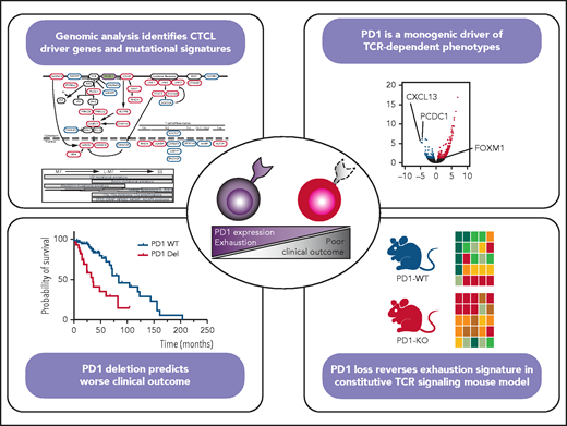 Genomic analysis in CTCL patients identifies new genetic drivers and mutational signatures shared by MF and SS samples (see Figures 2 and 3 in the article by Park et al that begins on page 1225). A multimodal analysis using TCR ex vivo stimulation of malignant cells and TCR-dependent functional analyses shows that PD-1 loss leads to reversal of T-cell exhaustion signatures in humans and mice and is associated with a worse prognosis (see Figures 4 and 6 in the article by Park et al). The figure was prepared by Natalia Yanguas-Casas, using Figures 2, 3G, 4G, and 6D in Park et al. KO, knockout; Tfh, T follicular helper; Th, T helper; Trm, tissue-resident memory T cell; WT, wild-type. Putative oncogenes and tumor suppressors are indicated by red and blue boxes, respectively. *Indicates genes not previously reported in CTCL.