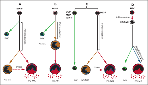 Schema of 4 algorithms giving rise to 3 different MK populations. Immune megakaryocytes (iMKs), niche-supporting megakaryocytes (NS-MKs), and platelet generating megakaryocytes (PG-MKs). The third algorithm includes the possibility of generation of iMKs from dendritic cell progenitors (DCPs), from monocytic progenitors (MoPs), or from immune MK-progenitors (iMK-Ps). The fourth algorithm summarizes the generation of iMKs and PG-MKs directly from MK-primed hematopoietic stem cell (HSC-MK) during inflammation.